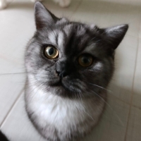 Çok tatlı 2 kedime yuva arıyorum