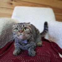 Pıtır, 8 aylık dişi kısır