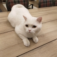 Miyavsumuza kalıcı yuva arıyoruz