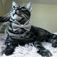 0544 558 07 86 BENGAL MELEZİ 1 YAŞ AŞILI, ÇİPLİ, KISIR OĞLUM FREDDY