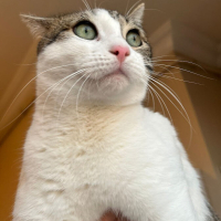 0544 558 07 86 ANKARA CİNSİ 1YAŞI AŞILI, KISIR KIZIM İNCİ