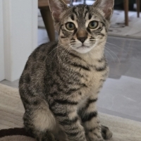 LOP ve CIVIK / BURSA VE ÇEVRE İLÇELERE TESLİM EDEBİLİRİM