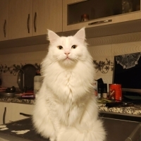 Antalyada Uzun Tüylü Ankara Kedisi Erkek