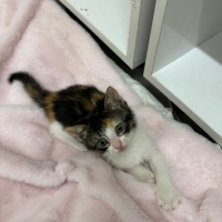 Küçük kızımıza yuva ilanı