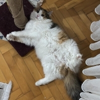 Uysal ve Kısır Kedim İçin Yuva Arıyorum