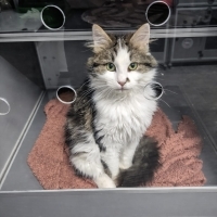 NORVEÇ ORMAN KEDİSİ VETERİNERDEN ‼️