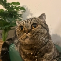 Scottish Fold-Dişi-Ev kedisi- Ücretsiz sahiplendirme