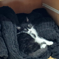 Yavru Bihtere yuva arıyoruz