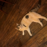 kafede baktığımız yavruya sıcak bir yuva arıyoruz