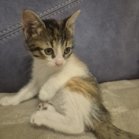 Minige sevgi dolu yuva