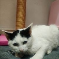 PAMUK KEDİMİZE SICAK YUVASINI ARIYORUZ