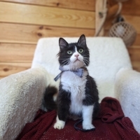 Asil, 3 aylık sevecen çok uzun tüylü