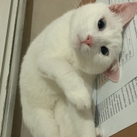 Oyuncu kı..