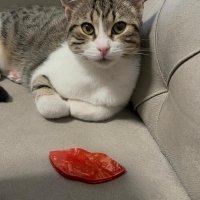 NARİN ÖMÜRLÜK YUVASINI ARIYOR