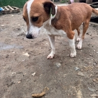 Barınaktan kurtarılan küçük ırk yavrumuza yuva arıyoruz