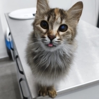 ACİL YUVA ARANIYOR! 📢 (Tüm Masrafları Karşılanacaktır)