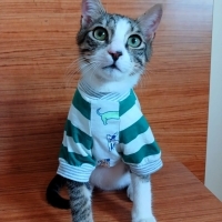 MİNİK ADA..