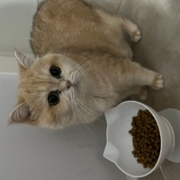 Cookiemizi sahiplendirmek istiyoruz