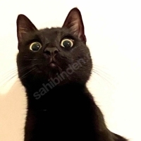 Acil Yuva Arıyor - 6 Yaşında Aşılı Erkek Kedi - İstanbul