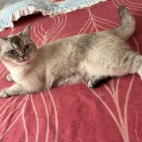 Evden atılacaklar! Acil yuva..