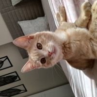 Miniş oğl..
