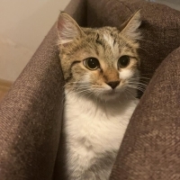 yulaf'ın yuvaya ihtiyacı var