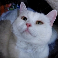 Yillarca eziyet Gören Yavruma Acil yuva