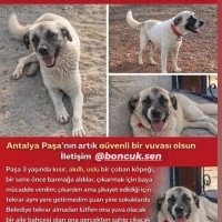 ‼️Paşa ‼️..