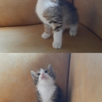 2 aylık tekir kedi çık cana yakın