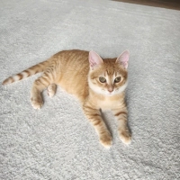 ucretsiz sahiplendirilecektir