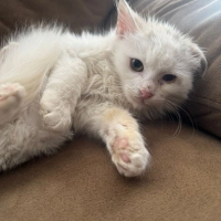 Tüy Yumağı Bembeyaz Yavru Kedi Acil Yuva Arıyor