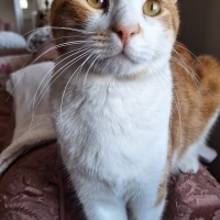 Shine kalıcı yuva arıyor