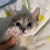 1.5 aylık 5 tane yavru kedilerimiz icin yuva ariyoruz 3 disi 2 erkek