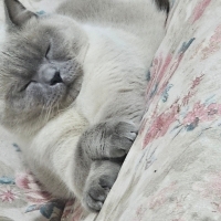 Sütlaç  sahiplendirmek zorundayım yanında tüm malzemeleri verilcektir