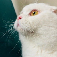 Oyuncu kendi halinde uysal bir kedi .