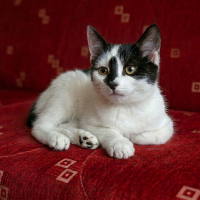 🚨BU GÜZEL PRENSESE ÇOK ACİL YUVA ARANIYOR🚨