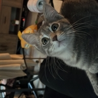 Taşınacağım için kedimi sahiplendireceğim aşılı pasaportlu