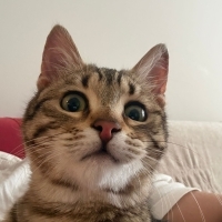 KÖPEKLERİN AĞZINDAN KURTULAN ÇAMUR YUVA ARIYOR