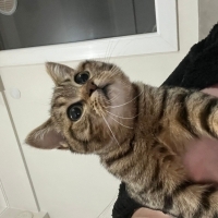 Ücretsiz kedi sahiplendirme