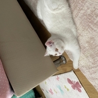 Patimize kalıcı yuva arıyoruz