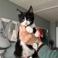 Bursa 2 gözü kör engelli bebiş Sevgi yuva arıyor