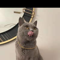 Kızımın alerjisinden dolayı mecburi sahiplendireceğimiz Pera