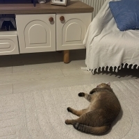 Ücretsiz sahiplendirme