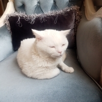 British Yumağımıza yuva arıyoruz