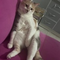 Oyun Canlısı Ev Arkadaşıma Yeni Dost Arıyorum