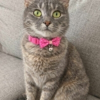 Evinize bir prenses gelsin mi (Kısırlaştırması ve aşıları yapıldı)