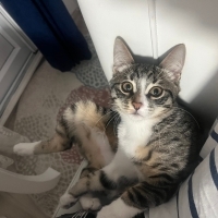 kirpiye kalıcı yuva