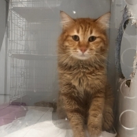 VETERİNERDE SÜREMİZ DOLDU ACİL!!!!!