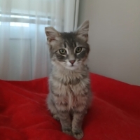 Acil yuva arıyoruz 🐾‼️