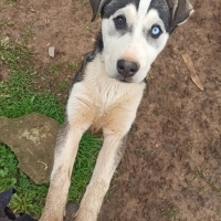 Dino jnr a yuva olur musun?